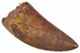 Serrated, Carcharodontosaurus Tooth - Real Dinosaur Tooth #267750-1